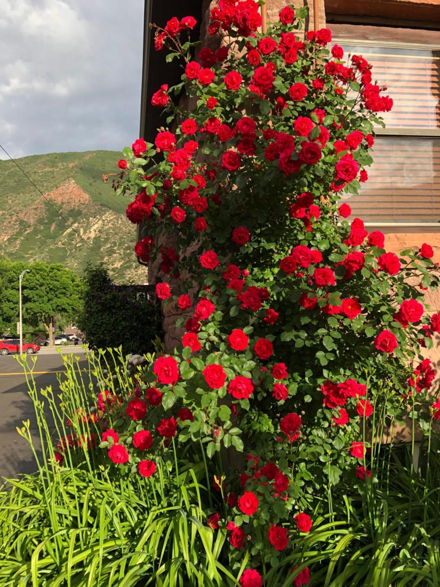 Glenwood Springs Cedar Lodge Luaran gambar